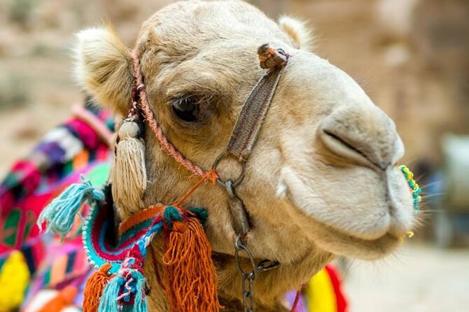 Cappadocia Camel Ride Experince Sunrise Sunset Daytime - The 1 Hour Ride, the Valleys You’ll Pass, and the Photo Stops