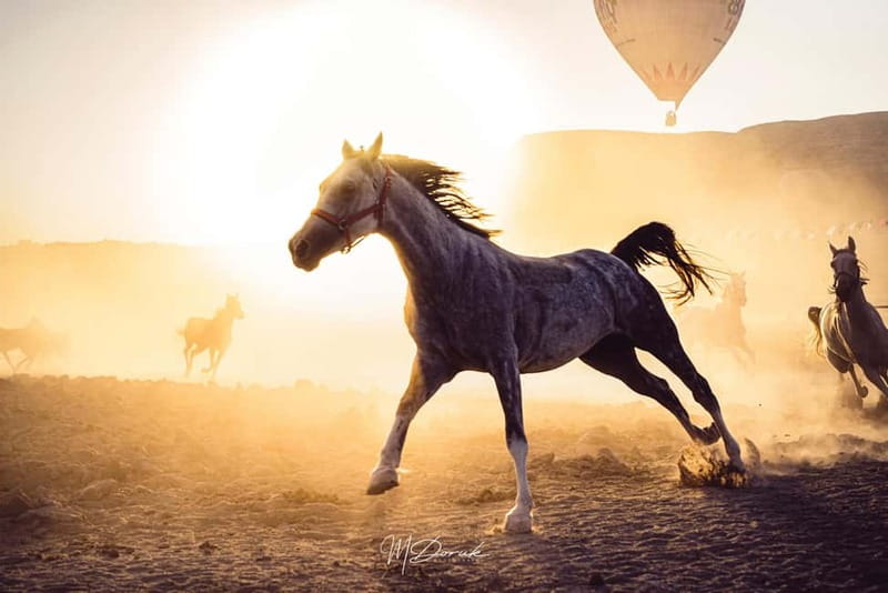 Cappadocia: Fascinating Horse Tour in Göreme Valleys - Pickup and drop-off across central Cappadocia towns