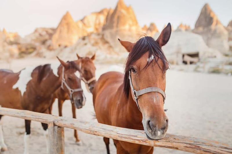 Cappadocia: Göreme Horse Riding, Fairy Chimneys w/Transfer - Should You Book Göreme Horse Riding With Transfer?