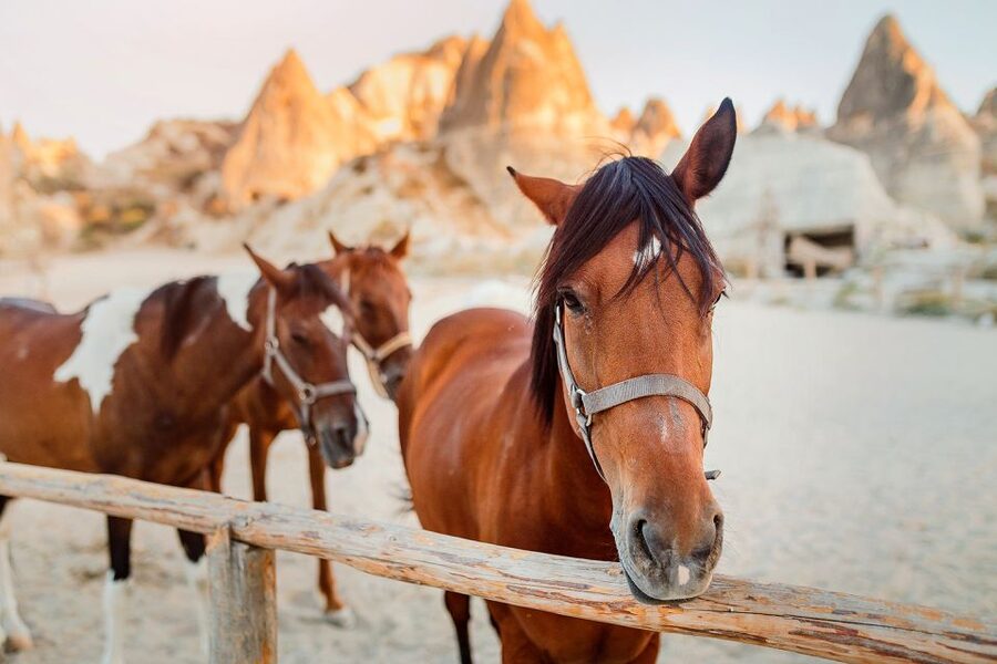 Cappadocia: Horse Riding w/Sunrise & Sunset Option - What to bring, what not to bring, and how to handle photos