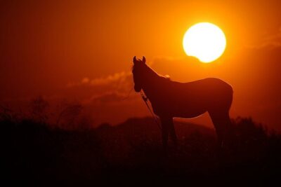 Cappadocia Horseback Riding Tour with Hotel Pickup & Helmet