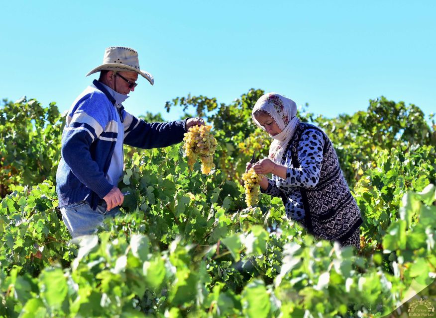 Cappadocia: Private Half-Day Vineyards & Wine Tasting Tour - A private half-day wine drive through Cappadocia vineyards
