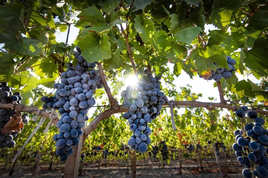 Cappadocia: Private Half-Day Vineyards & Wine Tasting Tour - The learning that makes tastings worth your time