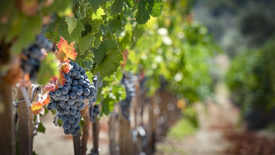 Cappadocia: Private Half-Day Vineyards & Wine Tasting Tour - Guides can make or break the day, and this one shines there