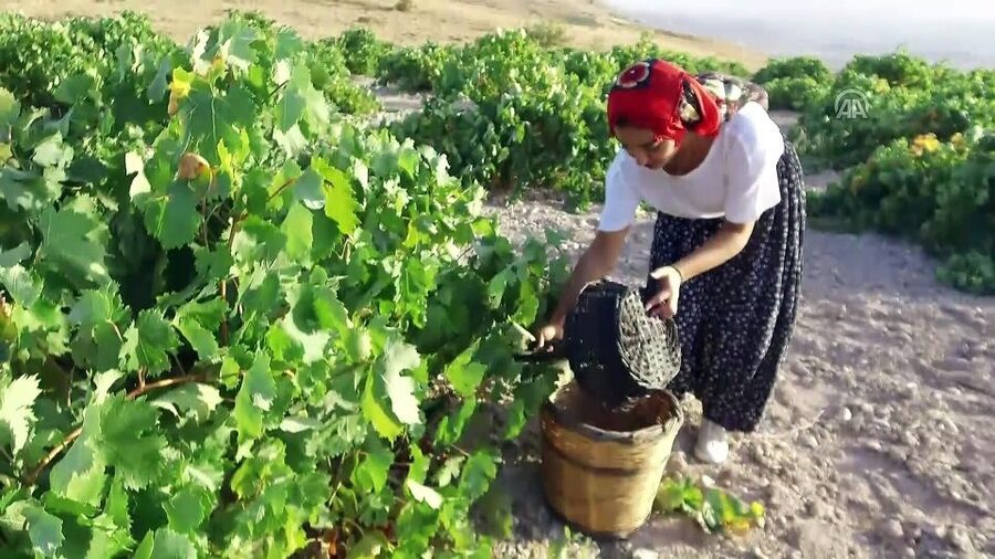 Cappadocia: Private Half-Day Vineyards & Wine Tasting Tour - Who should book this tour